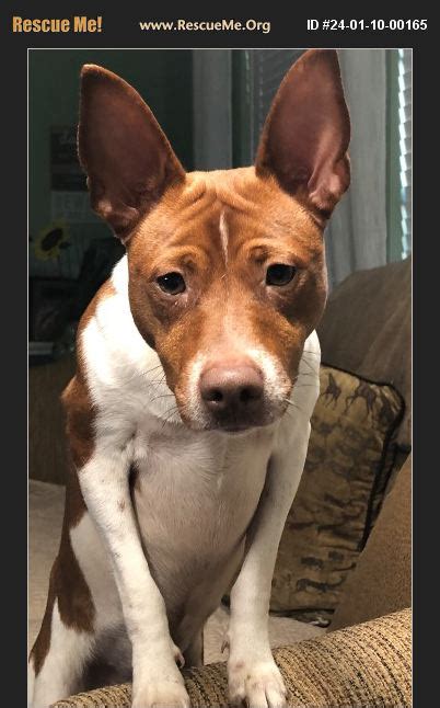 basenji adoption florida|More.